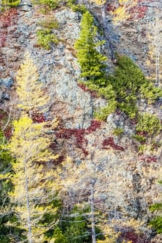 Autumnal nature on Lake Baikal. Landscape and flora of Baikal
