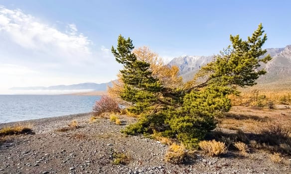 Autumnal nature on Lake Baikal. Landscape and flora of Baikal