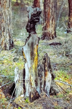 Remains of a tree burnt from a fire in a forest. Autumnal nature on Lake Baikal. Landscape and flora of Baikal