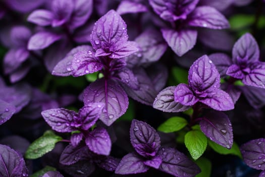 Purple basil herbs plant background. Aroma taste garden spring food summer. Generate Ai