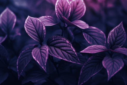 Purple flowers closeup dramatic. Nature daisy. Generate Ai