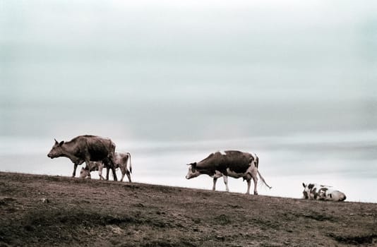 Cows go through the pasture. The hilly pasture of cows.