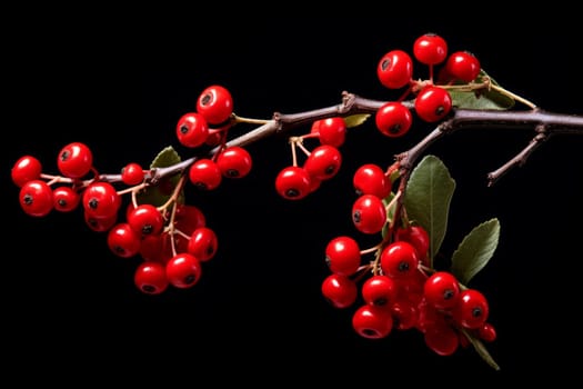 Red berries branch fall. Fruit leaf nature closeup organic. Generate Ai