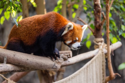 Red panda in the zoo park