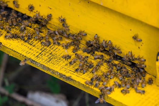Bees in open bee hive box