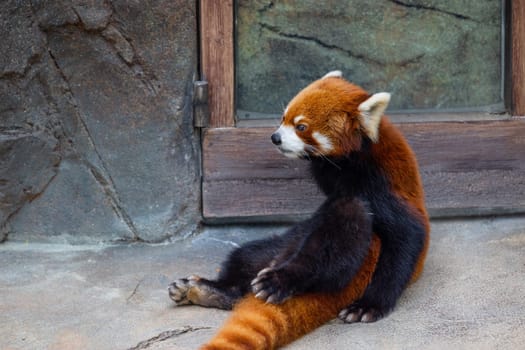 Red panda in the zoo park
