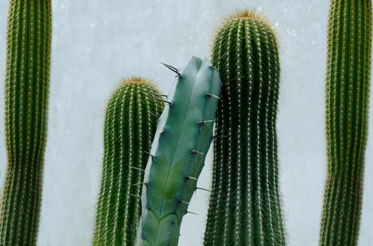 Vertical prickly green cacti on a gray background close-up