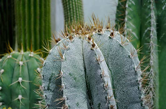 Vertical prickly green cacti of thick and thin shape on a gray background close-up