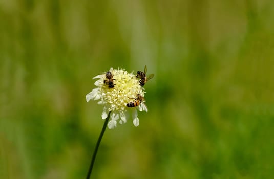 Outside, three bees collect nectar on a yellow round flower