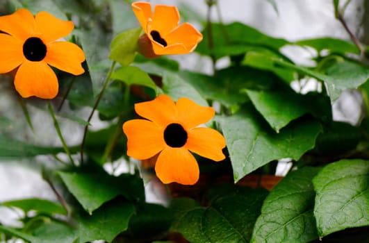 Three orange flowers bloomed on the street in close-up on a gray background