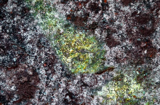 The rocky gray surface is covered with green mold, a close-up view from above