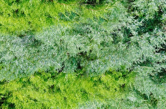 Background image of a branch of a green coniferous plant on the street in close-up