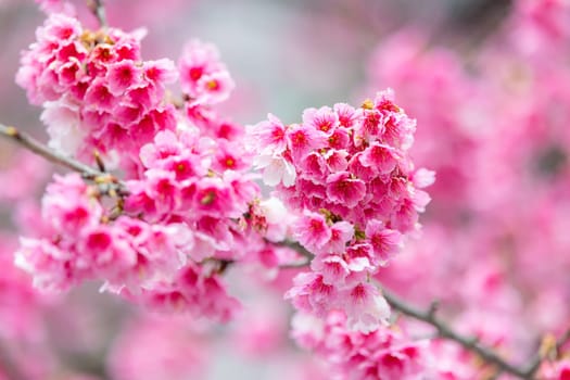 Pink spring cherry blossom over the tree