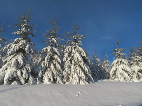 snow white cold winter beautiful ice cream trees landscape