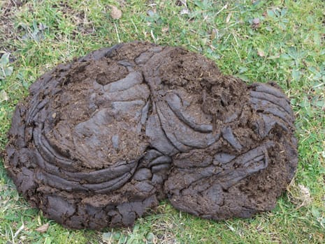 natural fertilizer cow poop manure excellent substrate