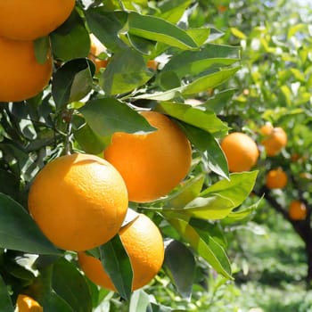 Citrus branches with organic ripe fresh oranges tangerines growing on branches with green leaves in sunny fruiting garden.