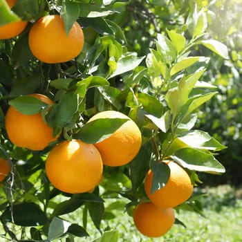 Citrus branches with organic ripe fresh oranges tangerines growing on branches with green leaves in sunny fruiting garden.