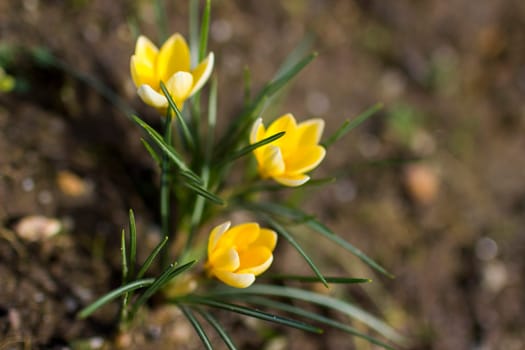 crocus flowers in the garden -  spring flowers - soft focus