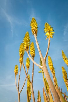 Low angle view of Aloe Vera plant with yellow flowers