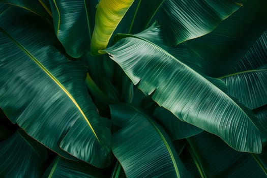 Abstract tropical banana leaves dark green full-frame background. Neural network generated in January 2024. Not based on any actual scene or pattern.