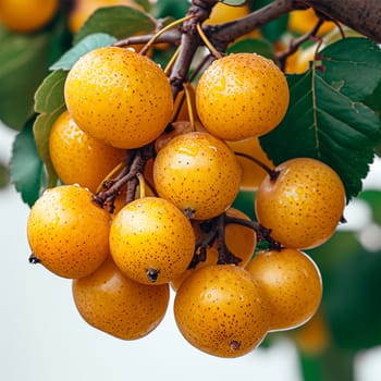 Exotic marula fruit on white isolated background AI generated image