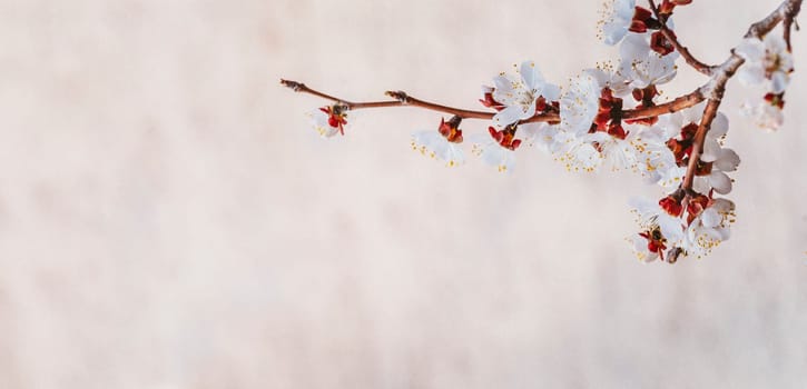 Closeup of cherry blossom branch on pink textured paper background. Spring flower frame design with copyspace. Springtime blooming and easter concept. Seasonal nature floral border backdrop banner.