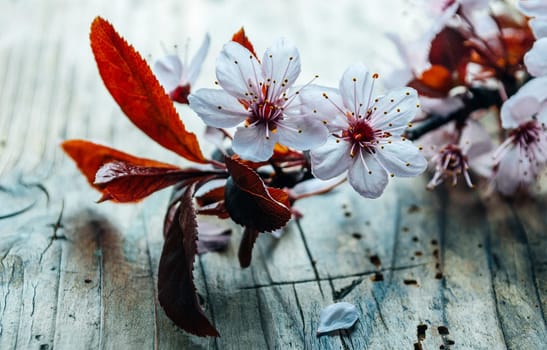 Beautiful cherry blossom branch on vintage wooden table. Closeup spring flower in bloom on rustic background. Easter and springtime still life. Art floral wallpaper.
