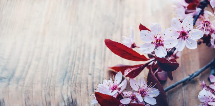 Beautiful cherry blossom branch on vintage wooden table with copyspace. Closeup spring flower in bloom frame on rustic background. Easter and springtime design banner. Art floral border.