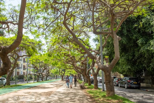 Tel Aviv, Israel - May 18, 2023: people enjoy walking at the alley covered by old trees, spending shadow and producing fresh air.