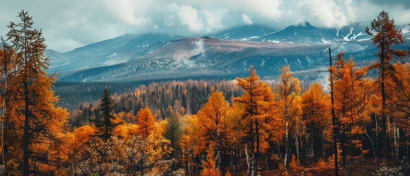 The taiga forest comes alive with an autumn symphony of colors, where fiery orange larches stand against backdrop of distant snow-dusted mountains, a celebration of seasonal change in the wilderness