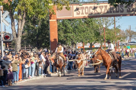 Fort Worth, Texas - November 4, 2023: A herd of cattle parading through the Fort Worth Stockyards accompanied by cowboys on horseback