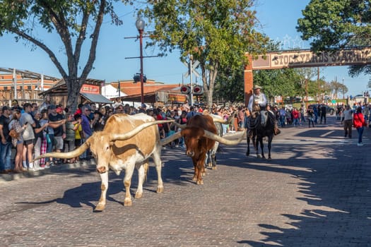 Fort Worth, Texas - November 4, 2023: A herd of cattle parading through the Fort Worth Stockyards accompanied by cowboys on horseback