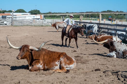 Fort Worth, Texas - November 5, 2023: cowboy driving longhorn cows in the gate at stockyards in Fort Worth, Texas, USA