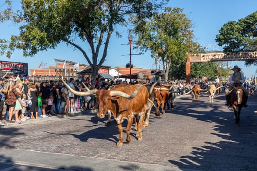 Fort Worth, Texas - November 4, 2023: A herd of cattle parading through the Fort Worth Stockyards accompanied by cowboys on horseback