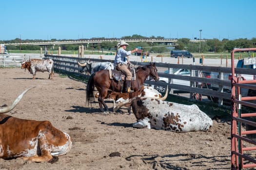 Fort Worth, Texas - November 5, 2023: cowboy driving longhorn cows in the gate at stockyards in Fort Worth, Texas, USA