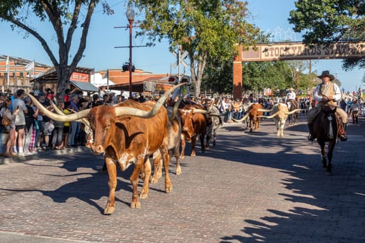 Fort Worth, Texas - November 4, 2023: A herd of cattle parading through the Fort Worth Stockyards accompanied by cowboys on horseback