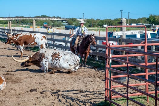 Fort Worth, Texas - November 5, 2023: cowboy driving longhorn cows in the gate at stockyards in Fort Worth, Texas, USA