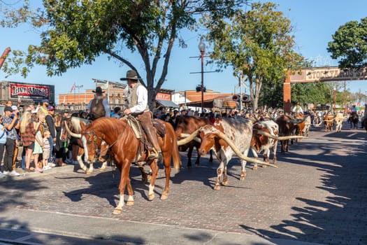 Fort Worth, Texas - November 4, 2023: A herd of cattle parading through the Fort Worth Stockyards accompanied by cowboys on horseback