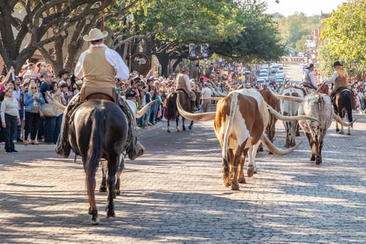 Fort Worth, Texas - November 4, 2023: A herd of cattle parading through the Fort Worth Stockyards accompanied by cowboys on horseback