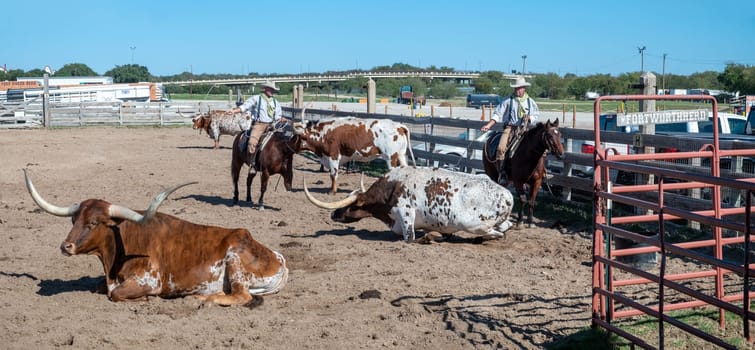 Fort Worth, Texas - November 5, 2023: cowboy driving longhorn cows in the gate at stockyards in Fort Worth, Texas, USA