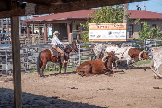 Fort Worth, Texas - November 5, 2023: cowboy driving longhorn cows in the gate at stockyards in Fort Worth, Texas, USA