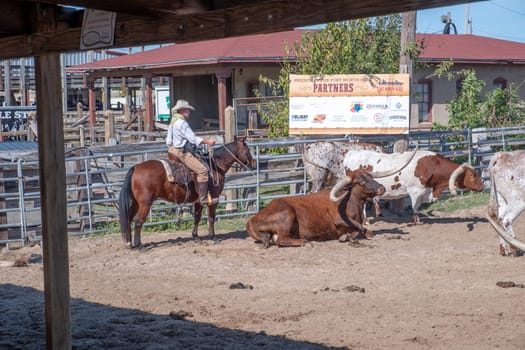 Fort Worth, Texas - November 5, 2023: cowboy driving longhorn cows in the gate at stockyards in Fort Worth, Texas, USA