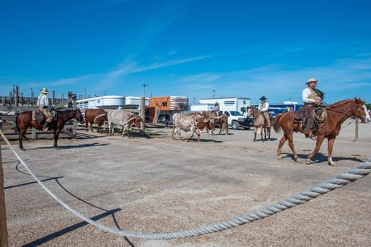 Fort Worth, Texas - November 5, 2023: cowboy driving longhorn cows in the gate at stockyards in Fort Worth, Texas, USA