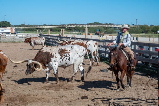 Fort Worth, Texas - November 5, 2023: cowboy driving longhorn cows in the gate at stockyards in Fort Worth, Texas, USA