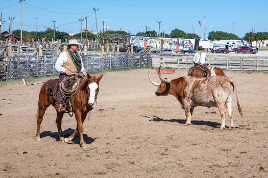 Fort Worth, Texas - November 5, 2023: cowboy driving longhorn cows in the gate at stockyards in Fort Worth, Texas, USA