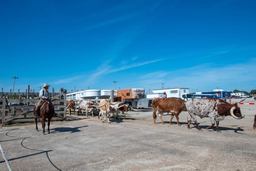 Fort Worth, Texas - November 5, 2023: cowboy driving longhorn cows in the gate at stockyards in Fort Worth, Texas, USA