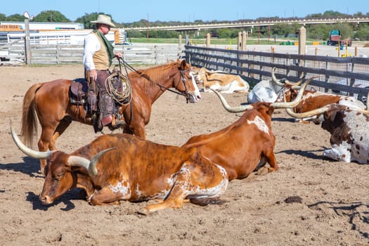 Fort Worth, Texas - November 5, 2023: cowboy driving longhorn cows in the gate at stockyards in Fort Worth, Texas, USA