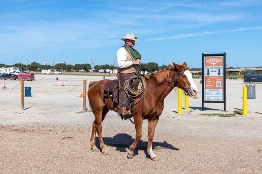 Fort Worth, Texas - November 5, 2023: cowboy driving longhorn cows in the gate at stockyards in Fort Worth, Texas, USA