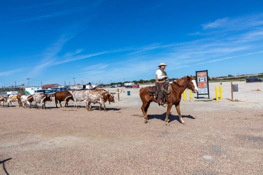 Fort Worth, Texas - November 5, 2023: cowboy driving longhorn cows in the gate at stockyards in Fort Worth, Texas, USA