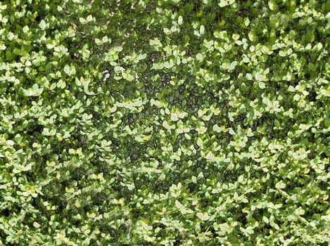 Abstract decorative wall background made of foliage of a large shrub of green color